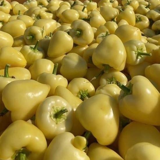 PAPRIKA SOMBORKA FÄRSK 5 kg/Låda